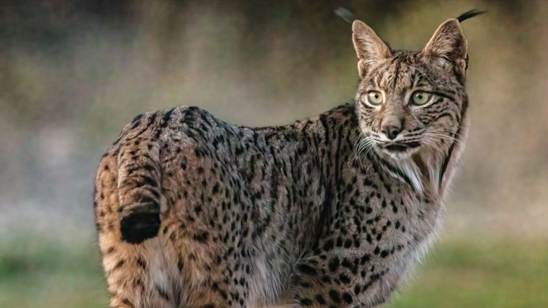 Lince ibérico caminando en su hábitat natural en España durante su proceso de recuperación poblacional.