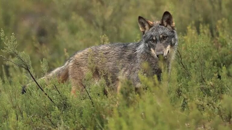 Asturias adaptará el plan del lobo tras la sentencia del Supremo