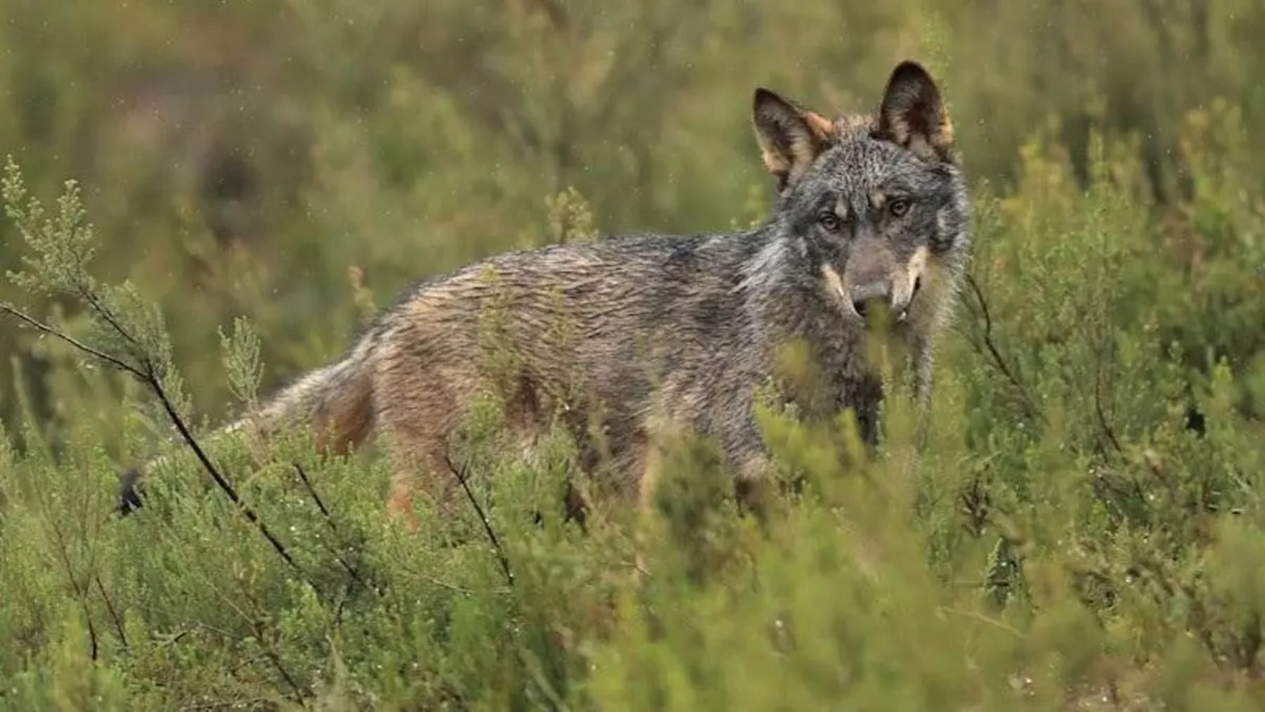 Asturias adaptará el plan del lobo tras la sentencia del Supremo