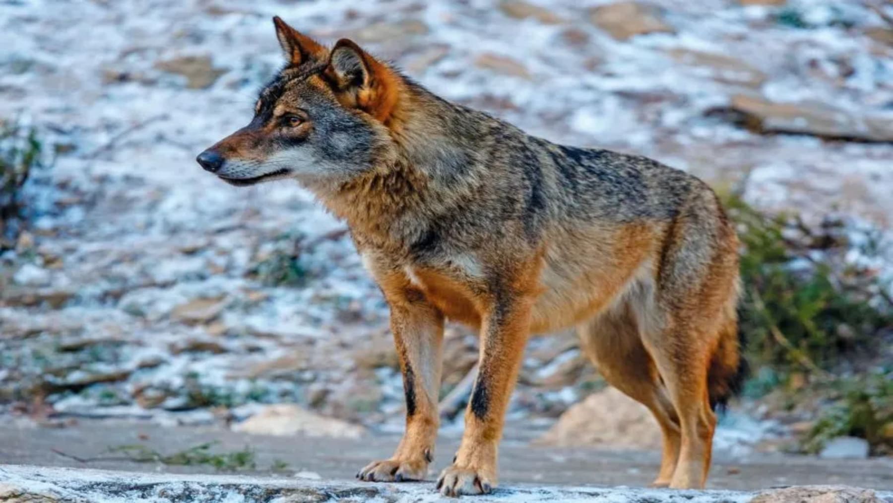 los lobos ibéricos reducen sus movimientos por la presencia humana