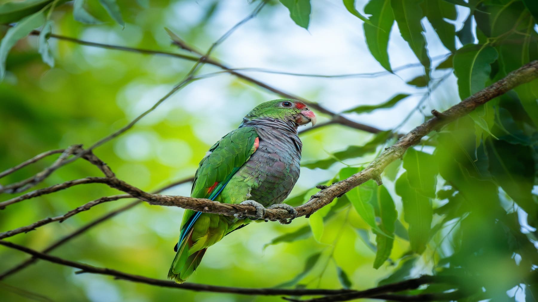 El loro pecho vinoso se recupera en Argentina gracias a la conservación y la implicación local