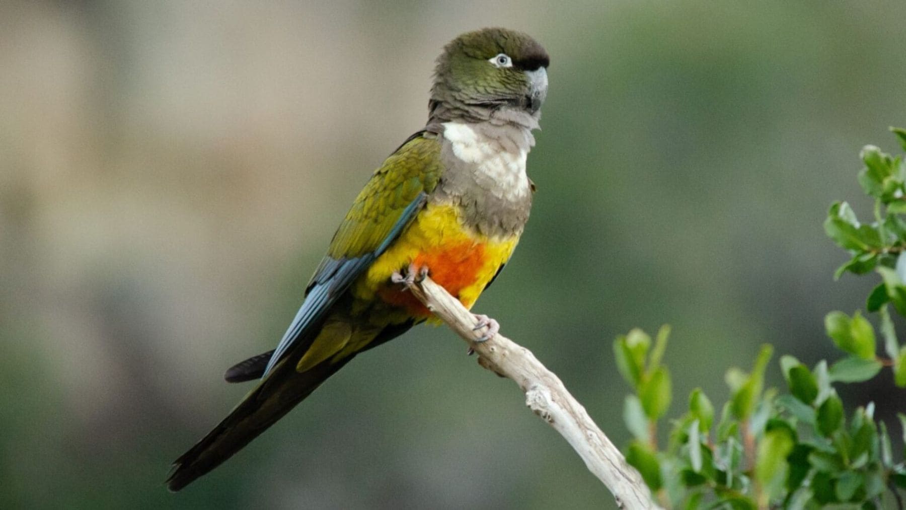 Loro tricahue posado en rama en el Parque Nacional Río Clarillo tras su regreso como especie nidificante.