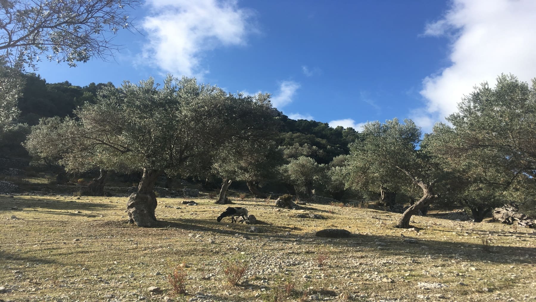 Mallorca instala cajas nido en olivares para impulsar biodiversidad y controlar plagas