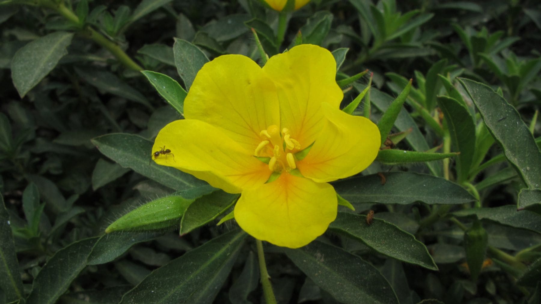 Flor amarilla de Ludwigia grandiflora, planta acuática invasora detectada en el humedal de Meaques en Madrid.
