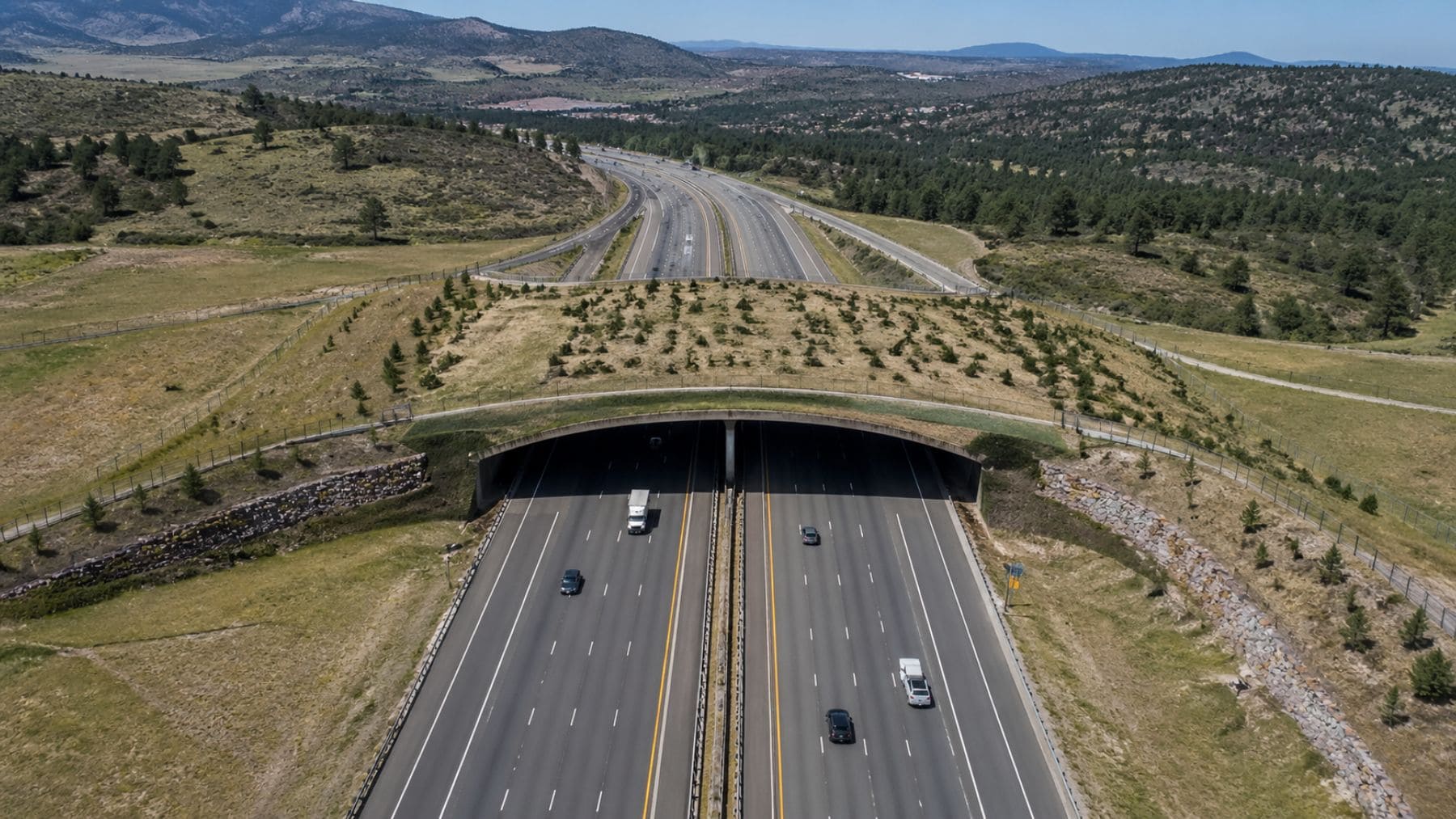 Puente de fauna sobre autopista en Colorado cubierto de vegetación para que animales crucen sin riesgo.