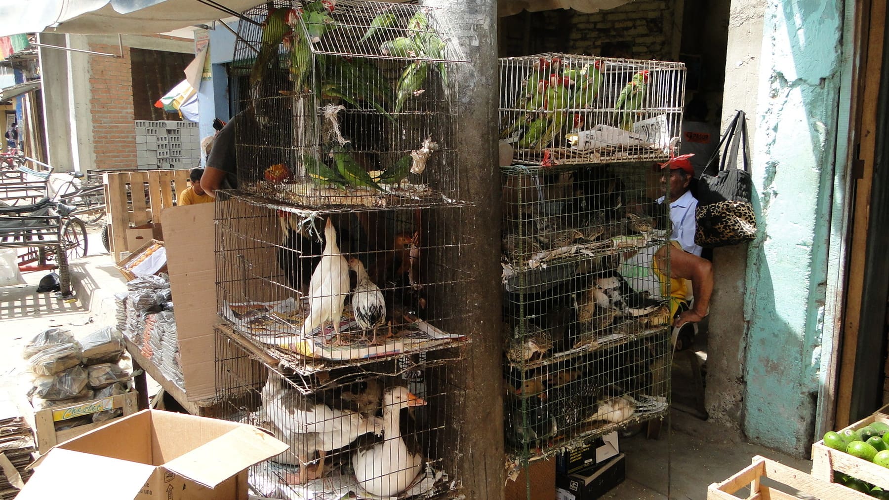 El comercio de fauna salvaje aumenta el riesgo de pandemias en humanos