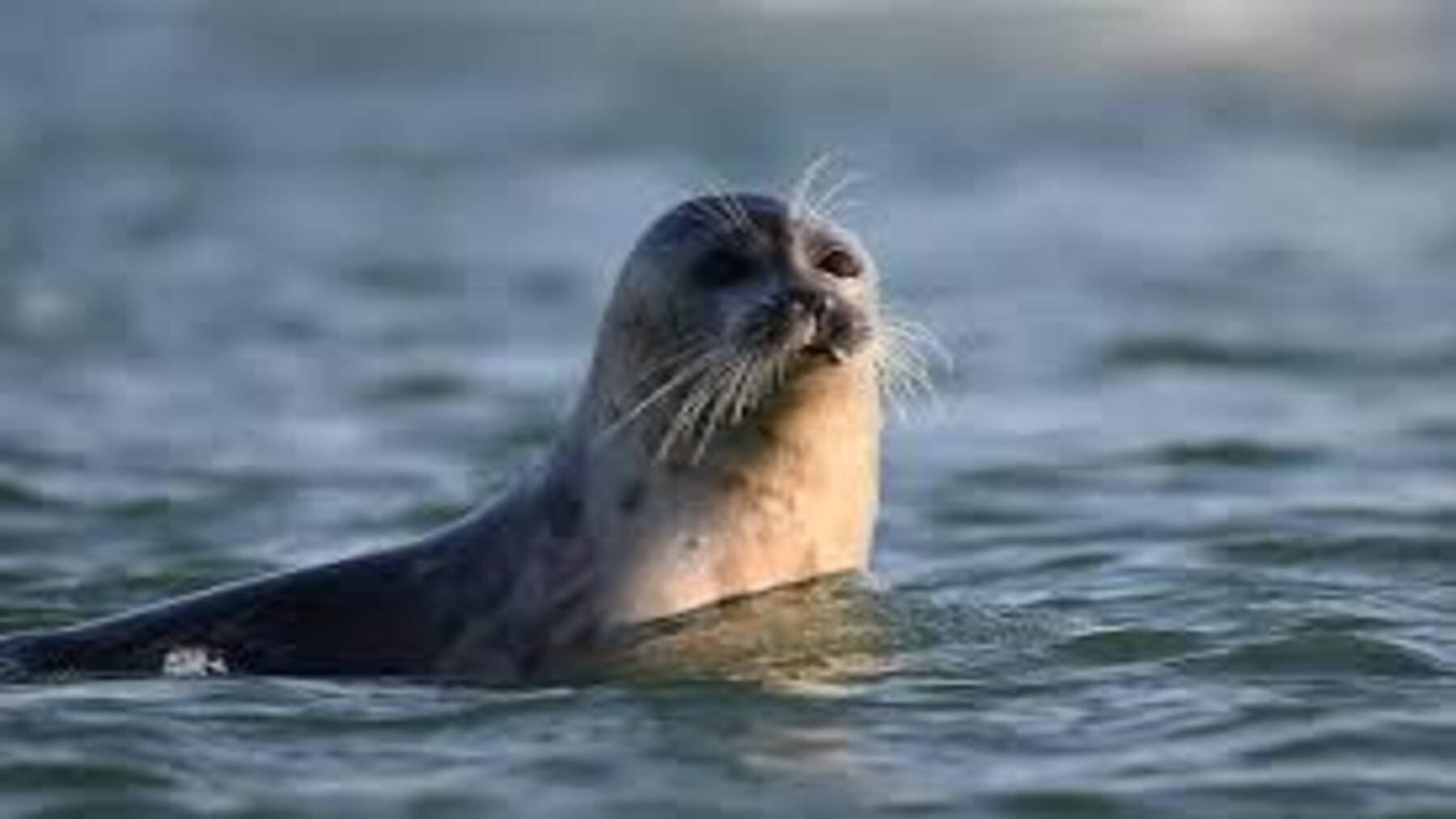 focas muertas mar Caspio mortandad ecosistema Kazajistán