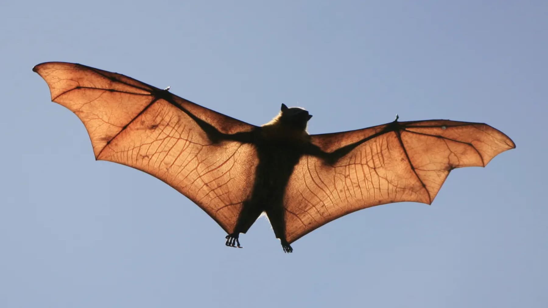 Día de Apreciación de los Murciélagos 2026 destaca su papel en la biodiversidad y los ecosistemas