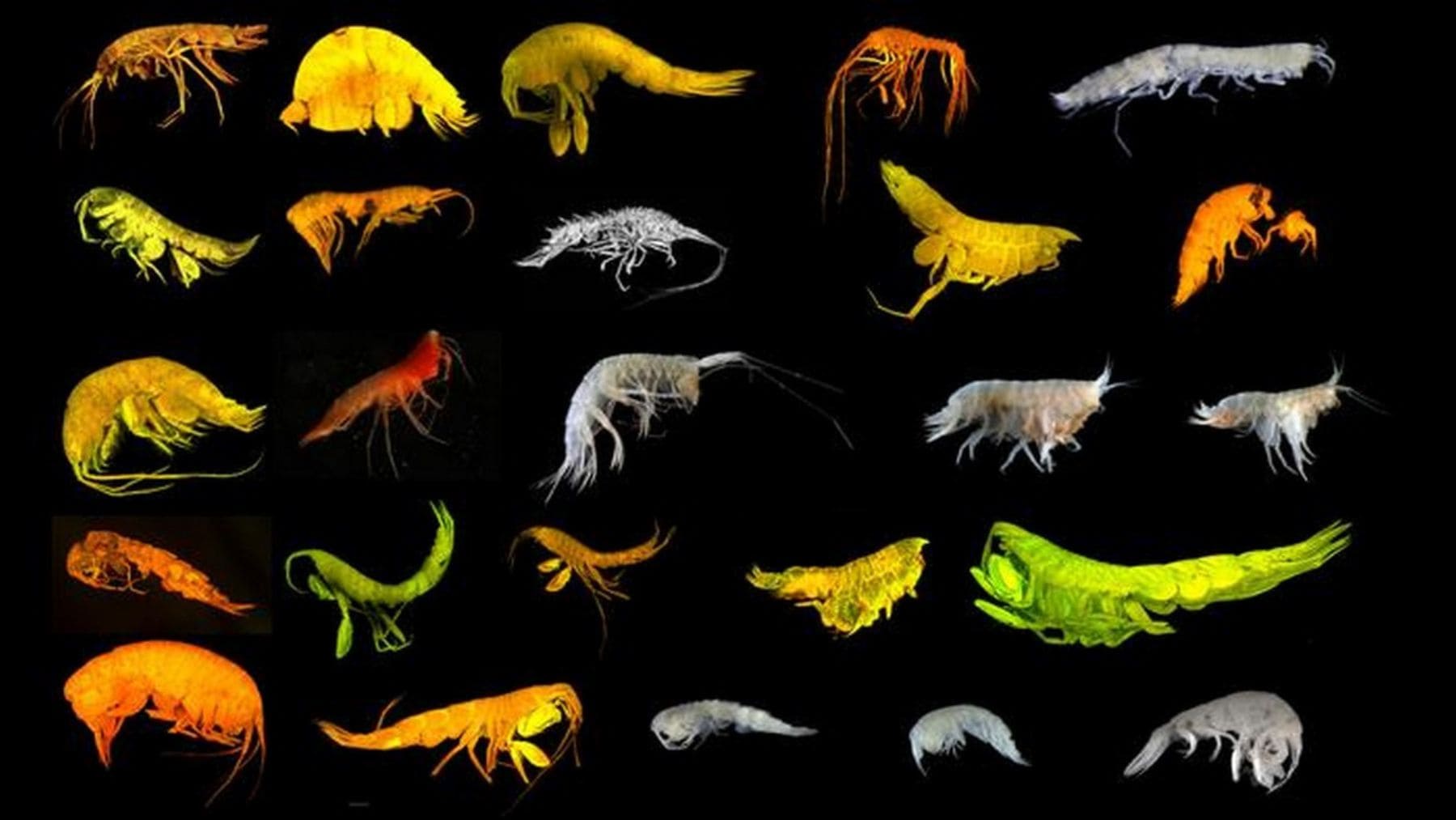 24 nuevas especies de anfípodos descubiertas en el océano profundo en la Zona Clarion-Clipperton.