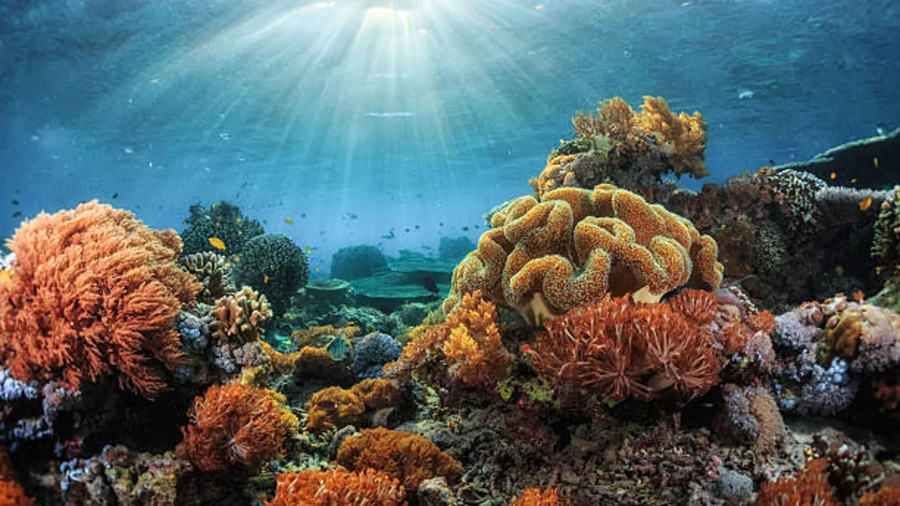 Descubren más de 110 nuevas especies marinas en el Mar del Coral y revelan un ecosistema inexplorado