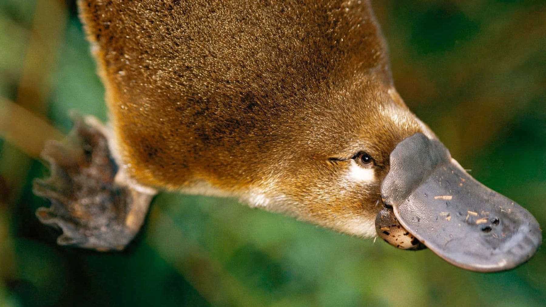 Primer plano de un ornitorrinco con detalle en su pelaje donde se han hallado melanosomas huecos similares a los de aves.