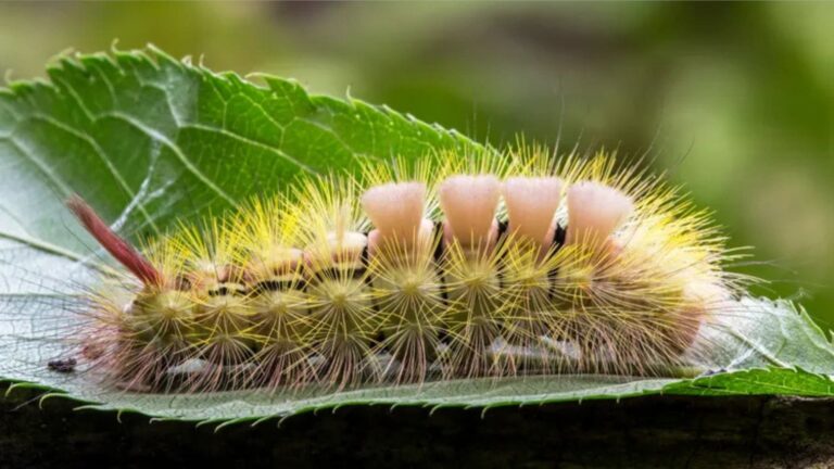 Oruga tussock peluda sobre hoja con espinas urticantes peligrosas para la piel.