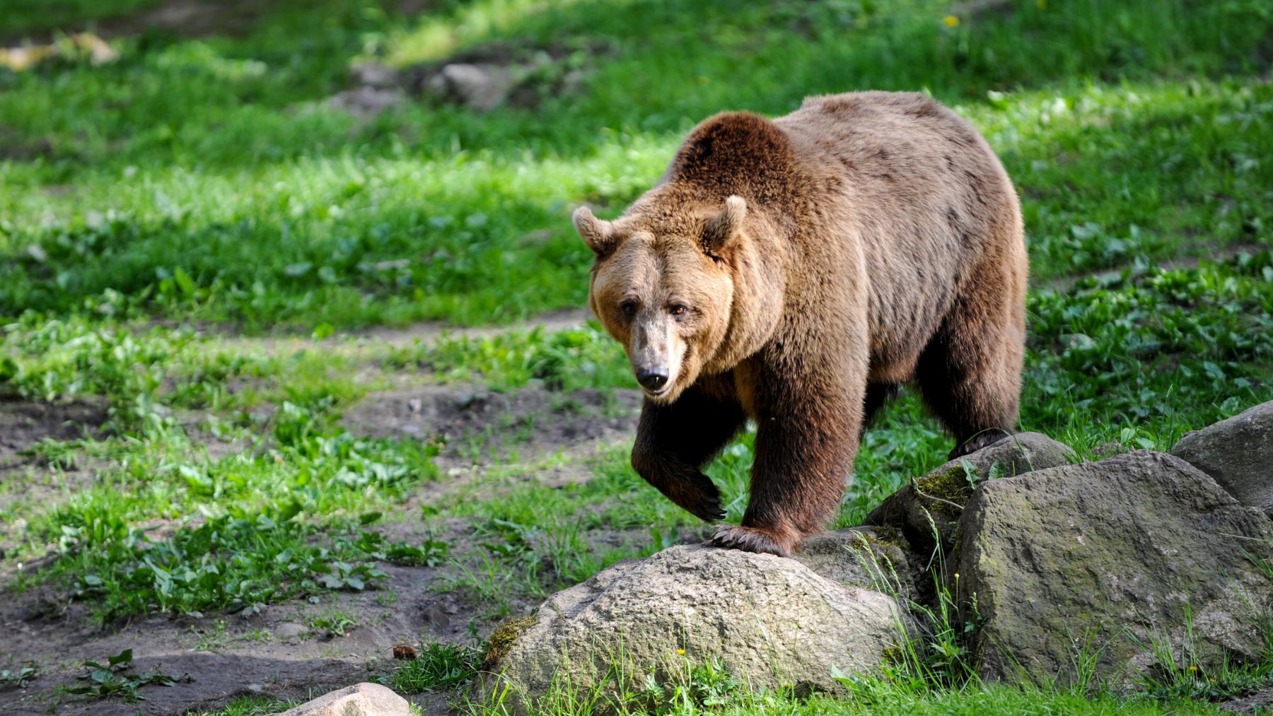 Oso pardo caminando y olfateando el entorno, comportamiento ligado a su curiosidad por objetos humanos.