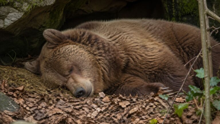 Oso pardo rescatado durmiendo durante la hibernación en un santuario tras años en cautividad.