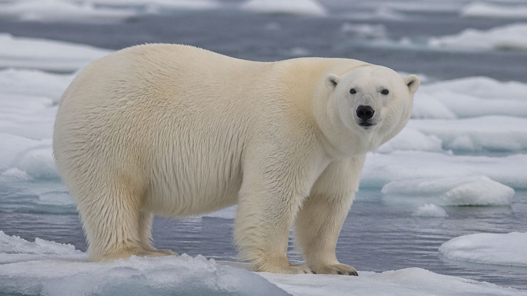 Oso polar en Svalbard con gran condición corporal sobre hielo marino en el Ártico noruego.
