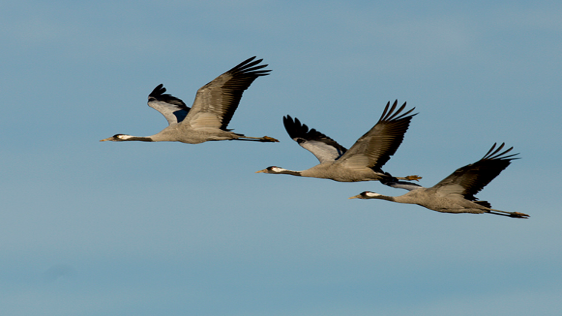 Gobiernos acuerdan proteger especies migratorias