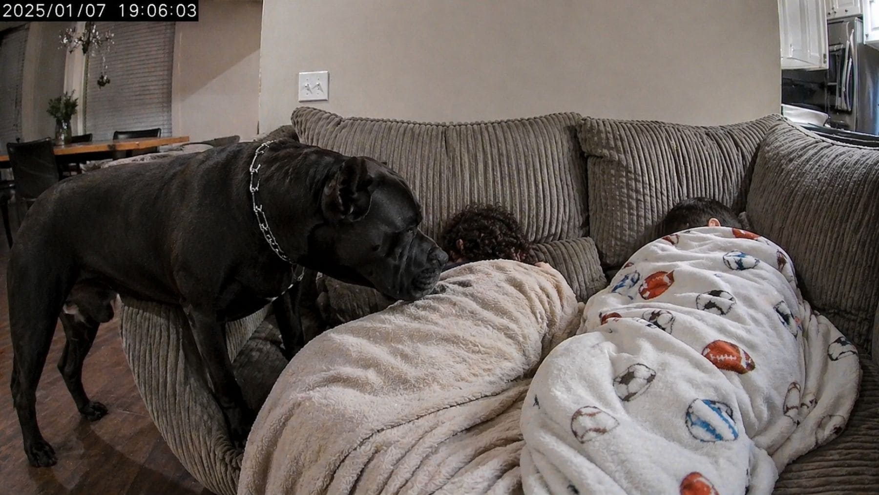 Perro Cane Corso vigilando a dos niños enfermos tumbados en un sofá en casa.