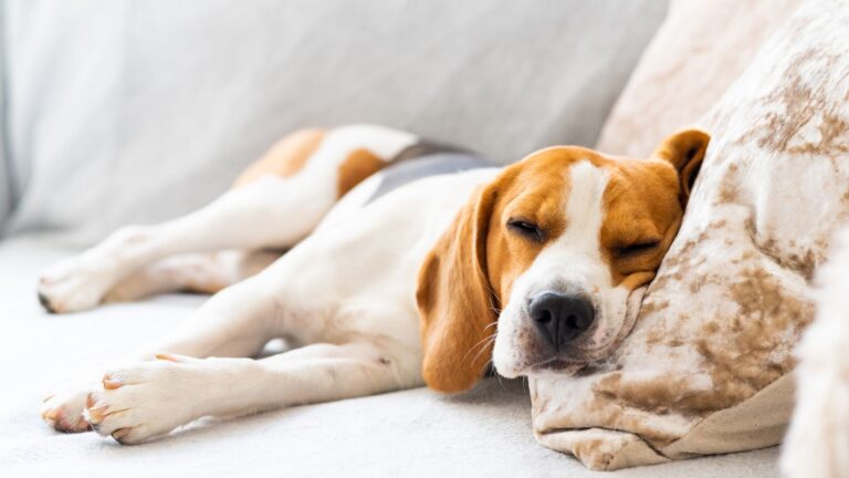 Perro tranquilo descansando en casa tras comunicar estrés o calma mediante ladridos o gruñidos.