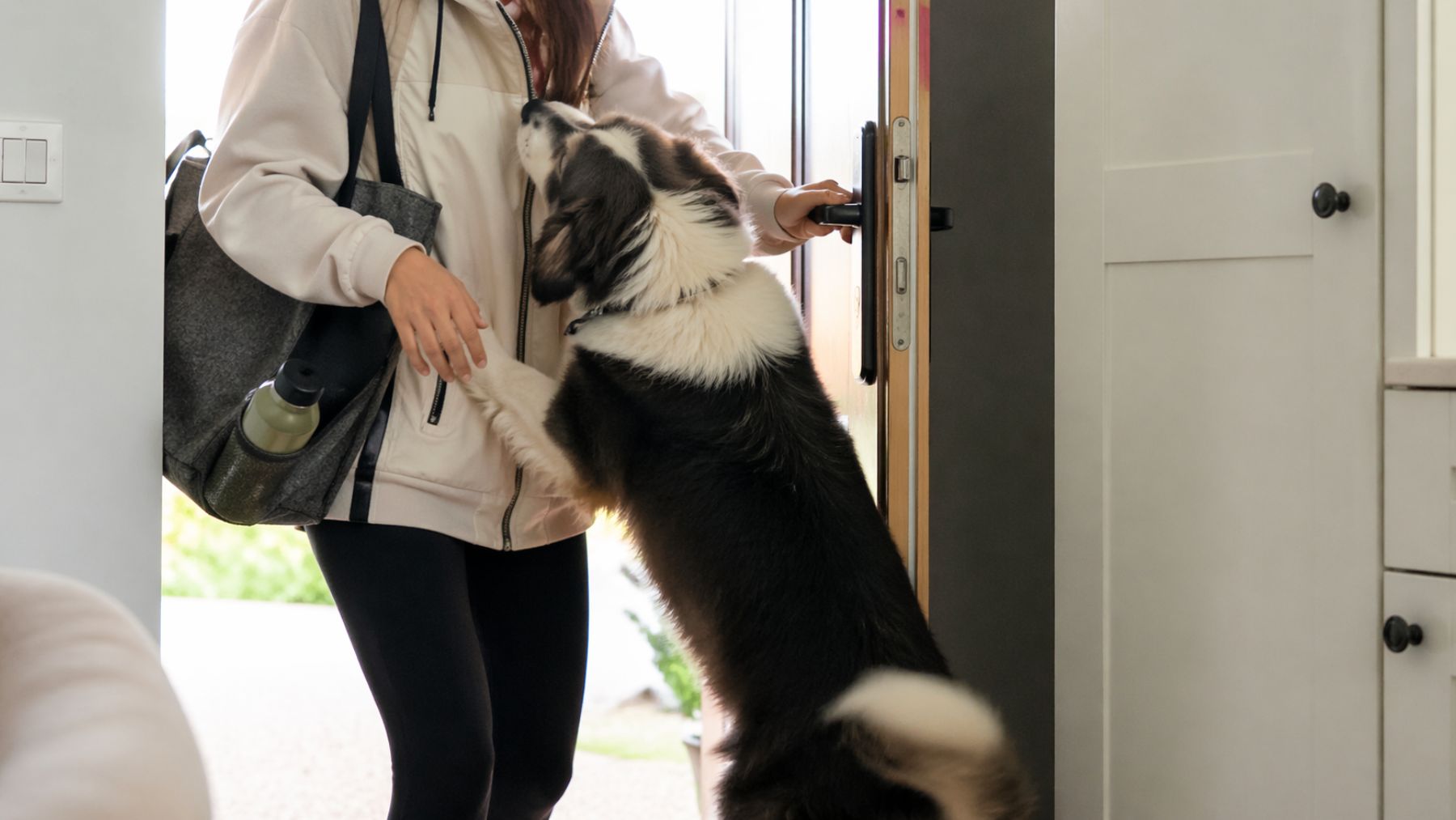 Perro saltando sobre su dueño al llegar a casa, comportamiento asociado a ansiedad por separación.
