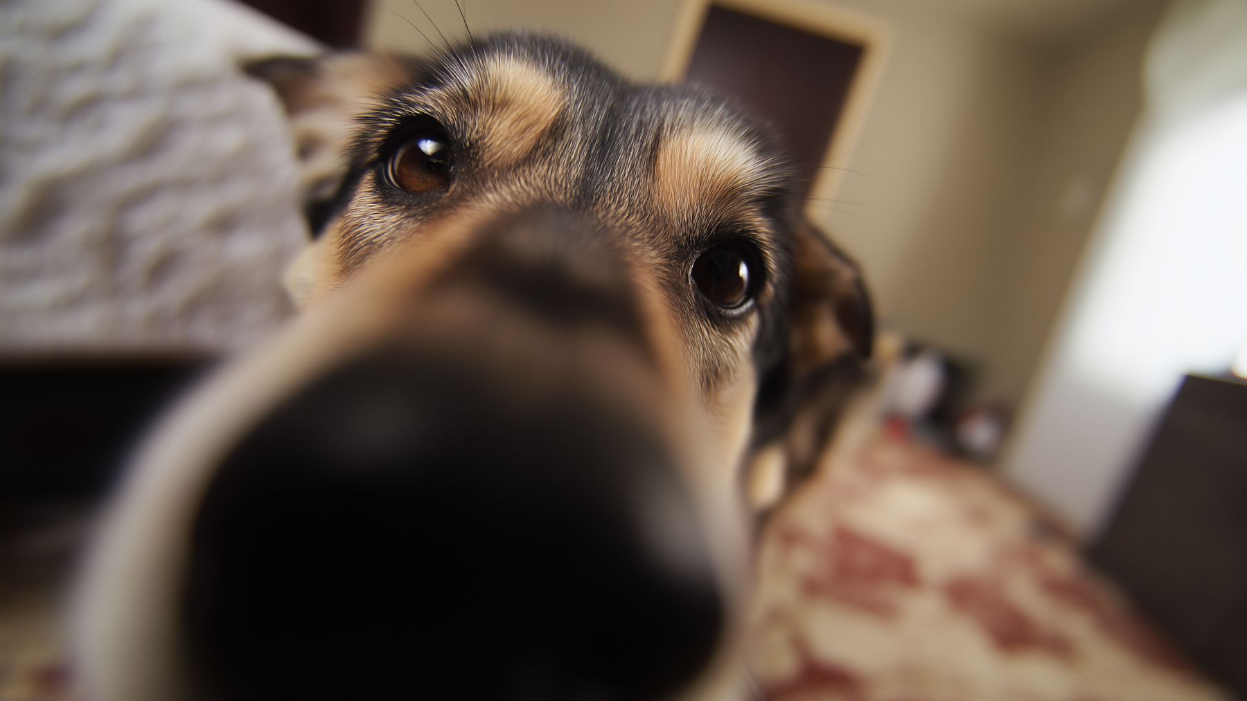 Perro senior con hocico canoso mirando a cámara en casa, signo de envejecimiento en mascotas.