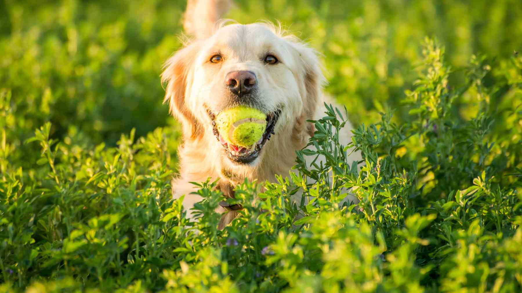 Perro suelto jugando en zona verde con pelota según la Ley de Bienestar Animal en espacios públicos.
