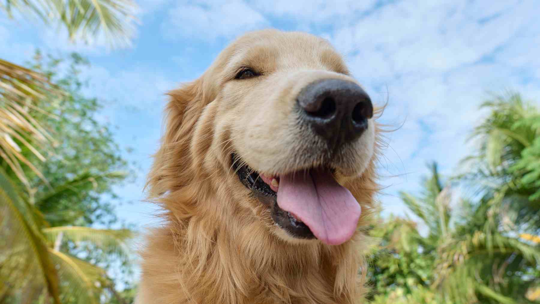 Golden Retriever sonriente en primer plano al aire libre, ejemplo de vínculo entre perros y humanos según la ciencia.