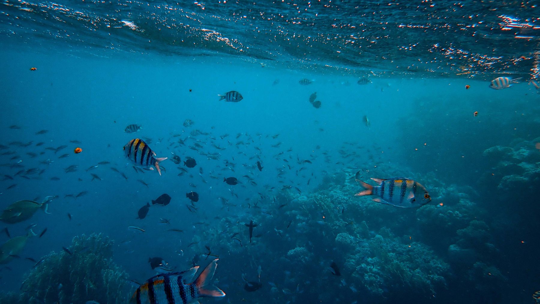 Peces nadando en agua contaminada por pesticidas agrícolas que aceleran su envejecimiento.