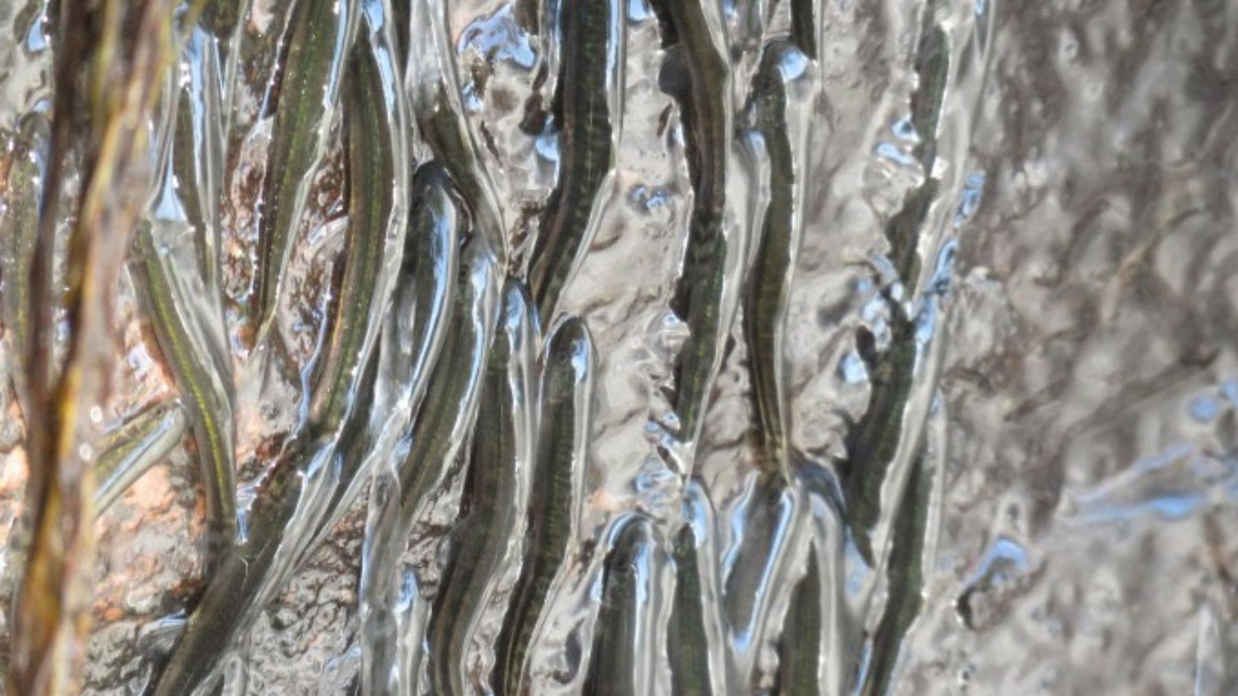 Peces Parakneria thysi trepando una pared de roca húmeda junto a una cascada en el Congo.