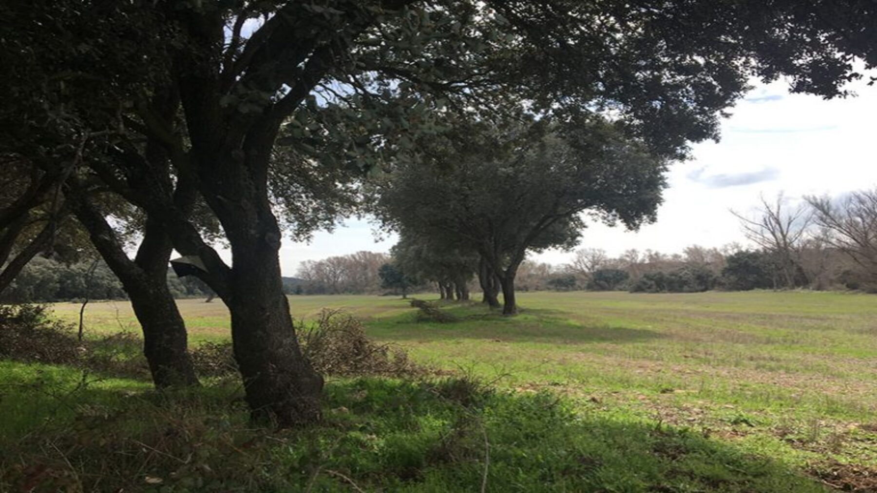 La apertura de pistas forestales en La Rioja amenaza los encinares