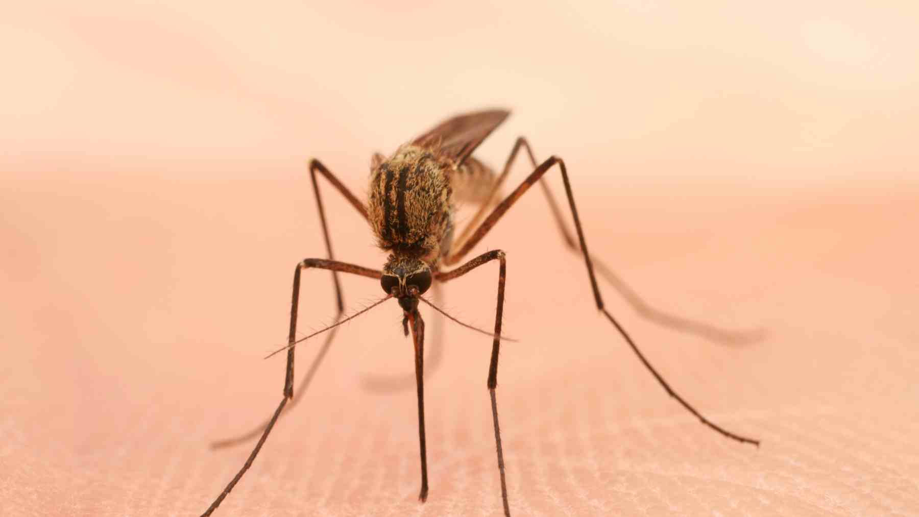 Mosquito sobre la piel humana listo para picar durante la plaga de mosquitos en España en verano.