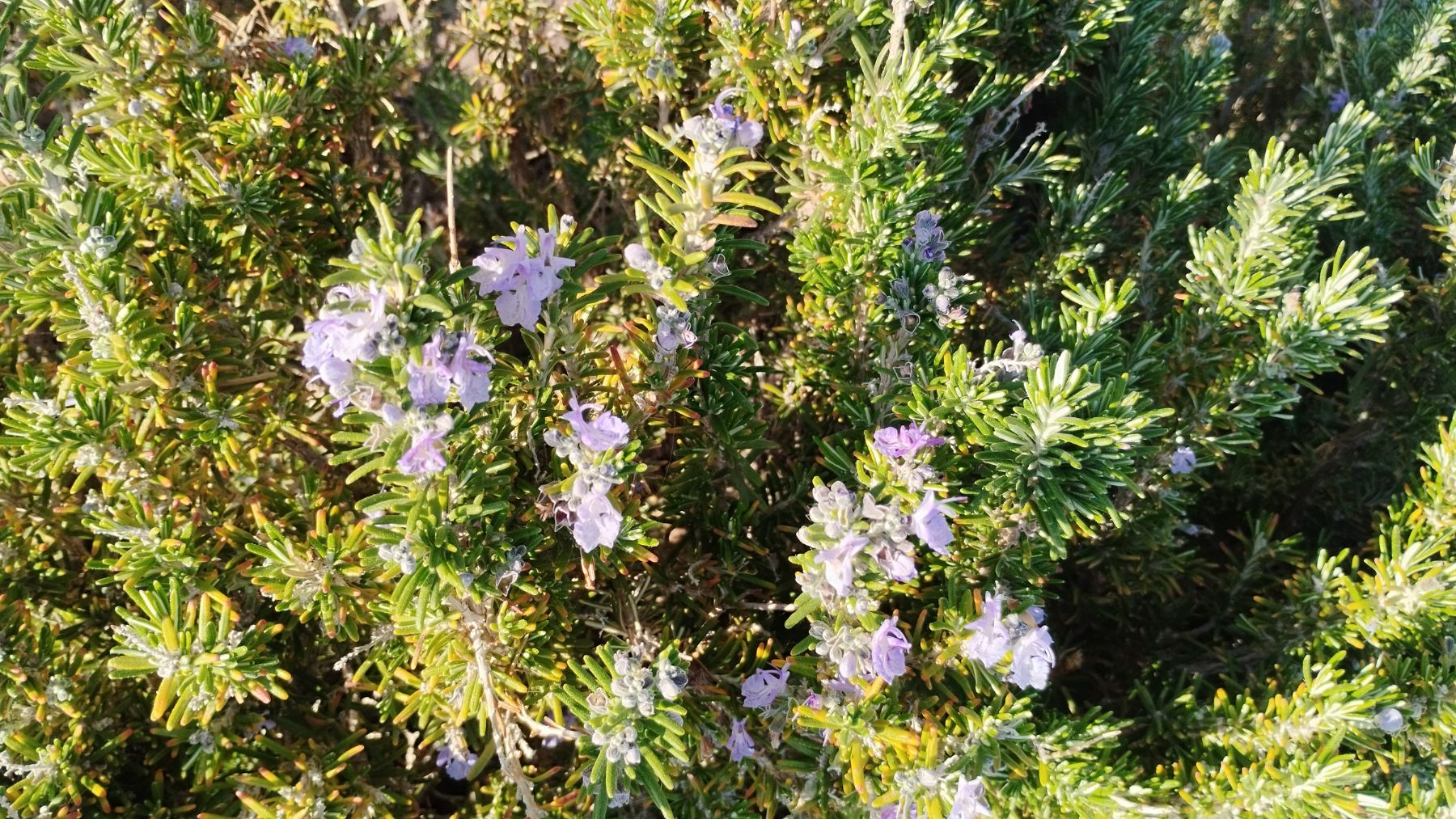 Planta Mimosa pudica con hojas y flores en un estudio sobre inteligencia vegetal y capacidad de contar eventos.