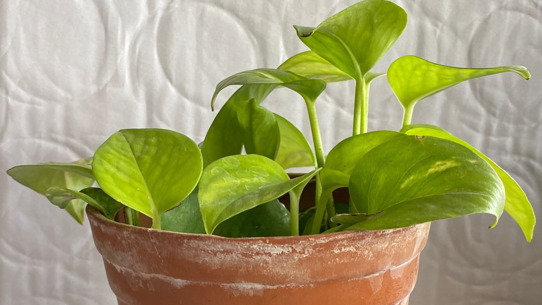 Potus en maceta con hojas grandes y verdes en interior con luz natural indirecta cerca de una ventana.