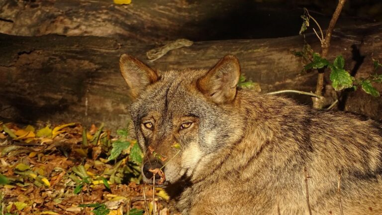 proteccion del lobo iberico en españa