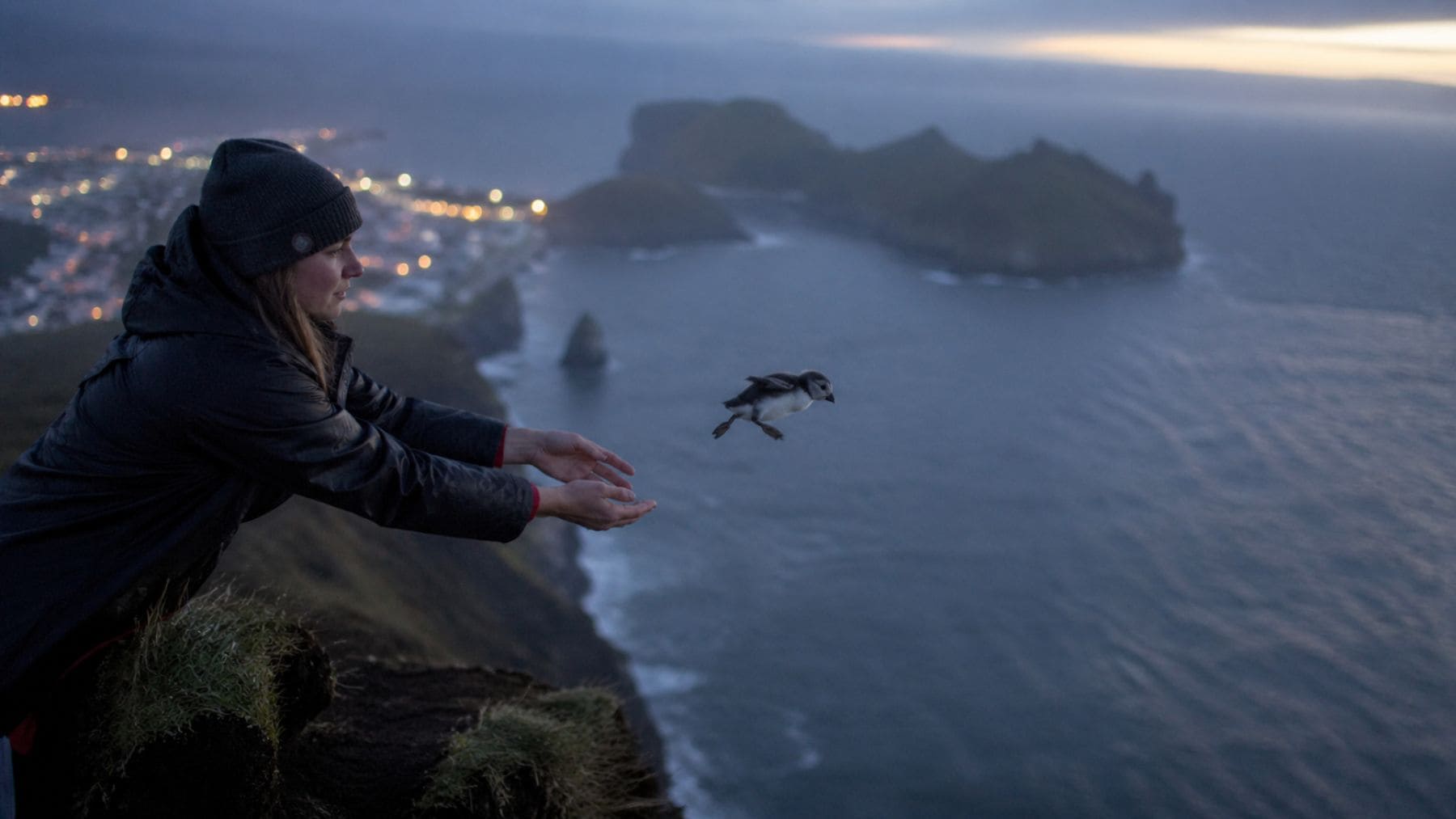 Rescate de puffling en acantilado de Islandia durante su primer vuelo desorientado por la luz artificial.