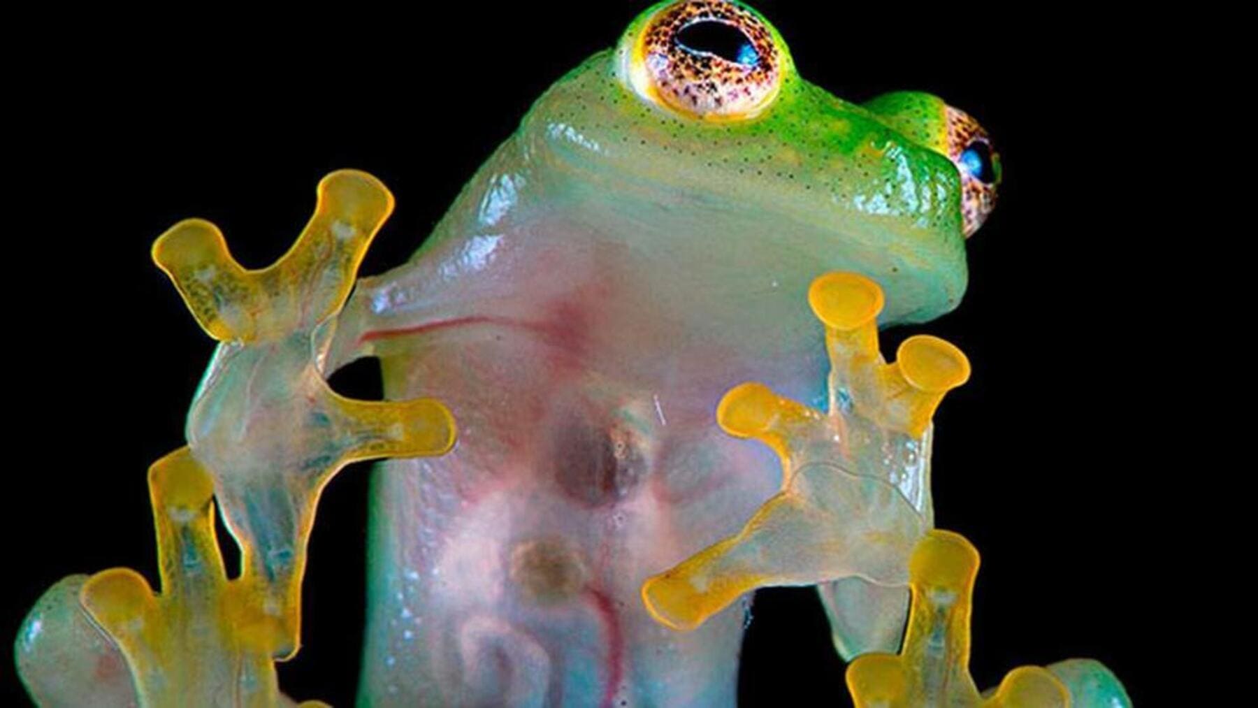 Descubren nueva rana de cristal en Ecuador en un ecosistema amenazado