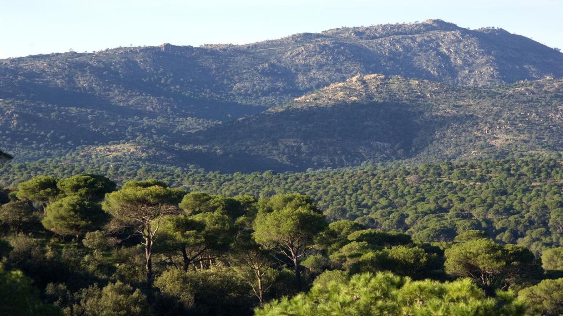 Reforma de la ley forestal en Madrid con prevención de incendios en monte mediterráneo