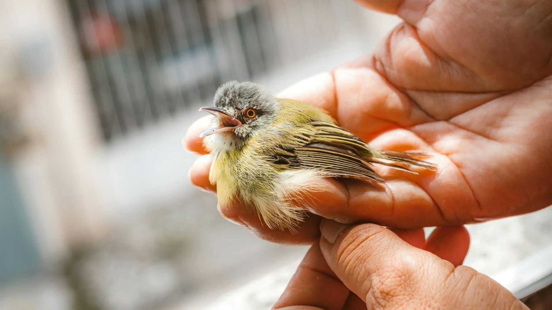 Centro de recuperación de fauna en Asturias atendió 318 animales y alerta del impacto humano en la biodiversidad