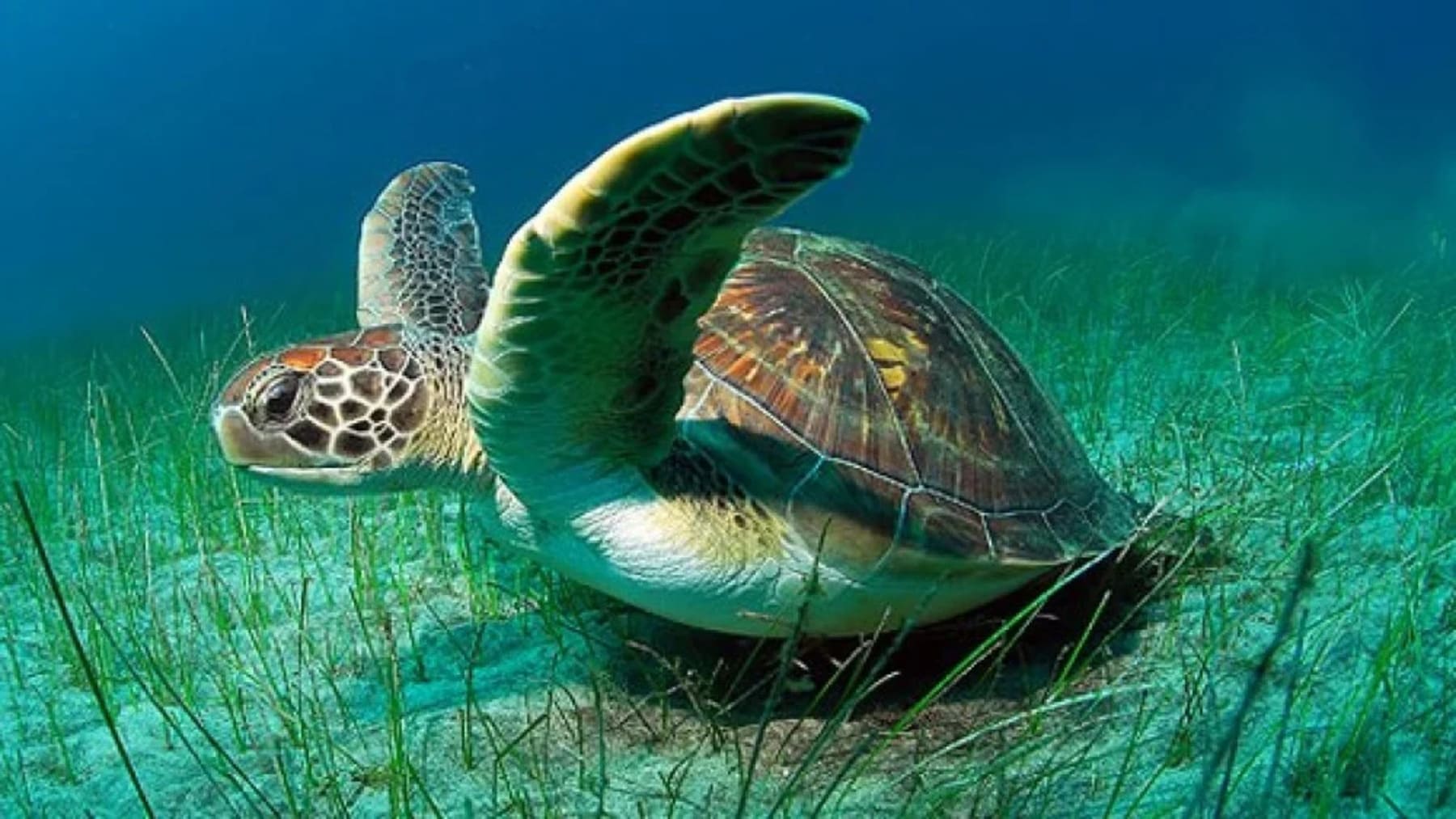 rescate huevos tortuga verde Galápagos supervivencia Isabela