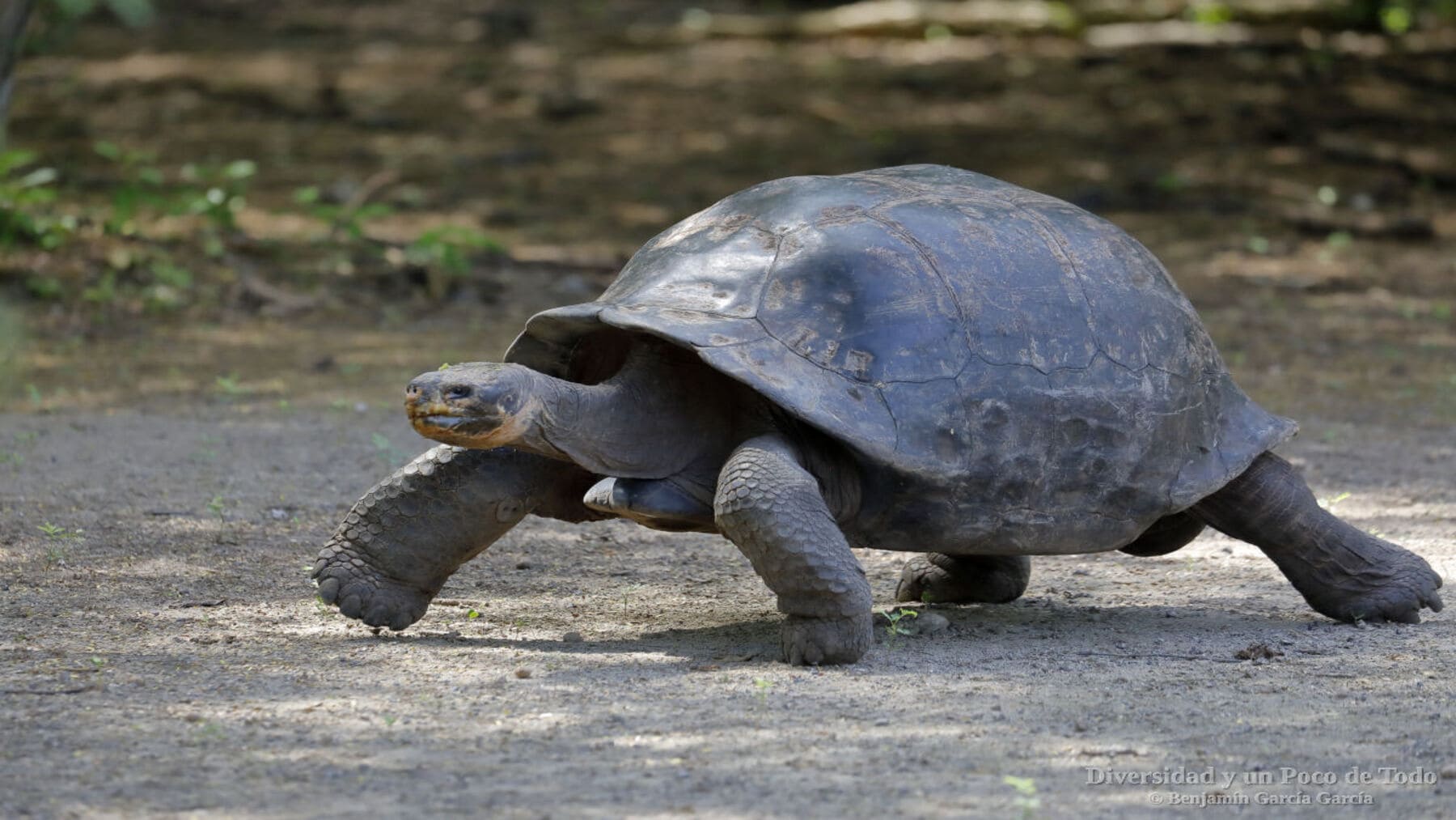 rescate huevos tortuga verde Galápagos supervivencia Isabela