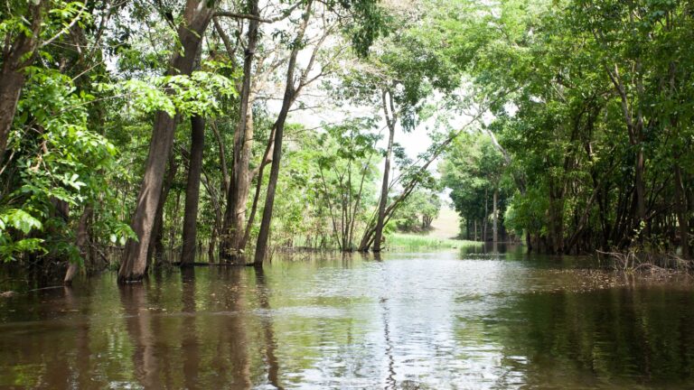 Río Conambo en la Amazonía ecuatoriana, ecosistema prístino donde se han descubierto 118 especies de peces.