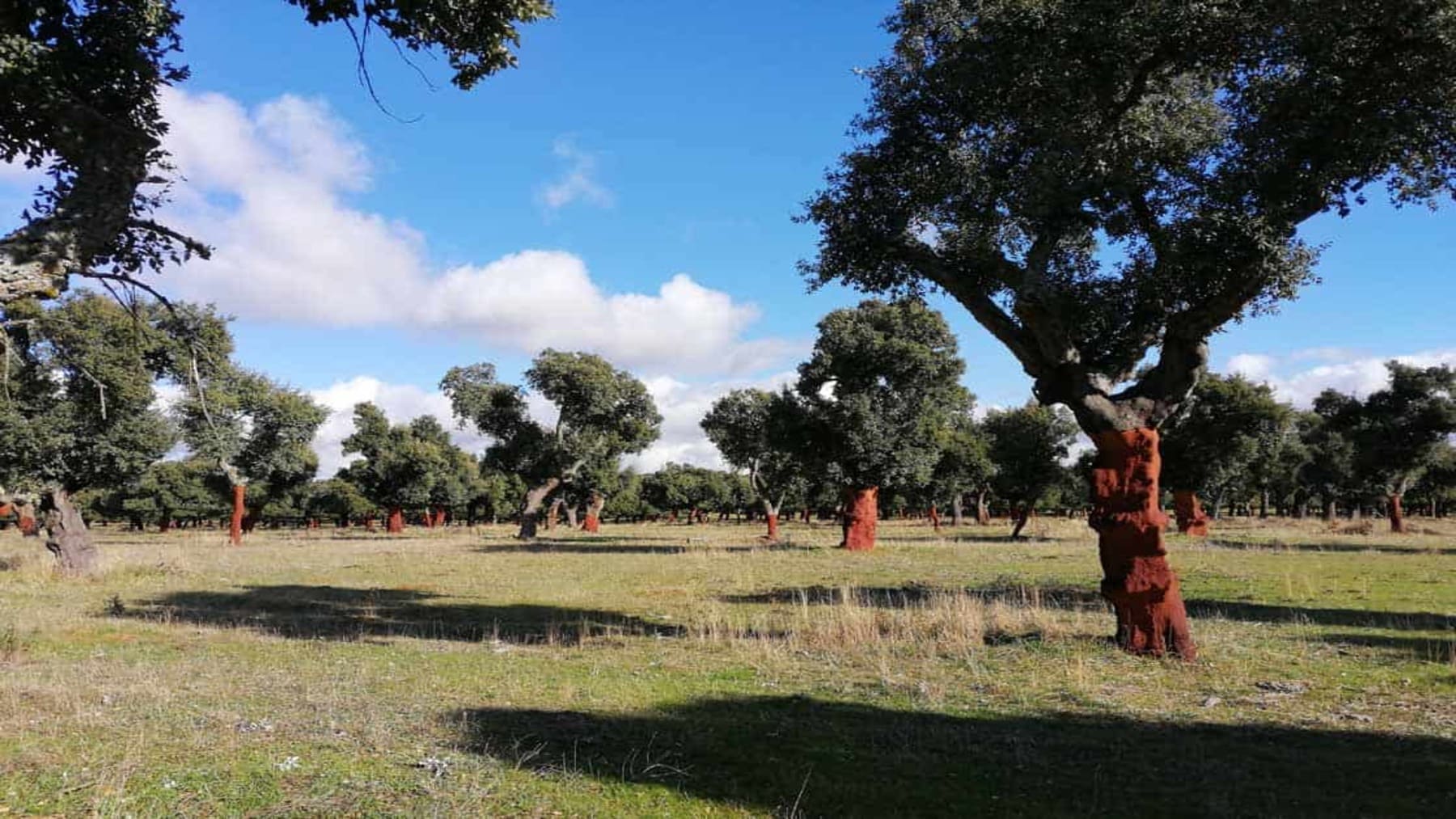 bosque inclusivo en Valdelosa accesible para personas con discapacidad
