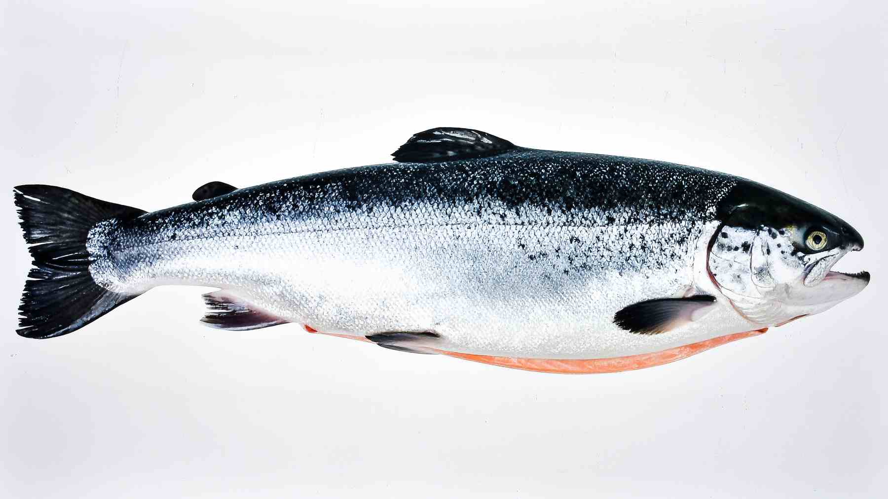 Salmón atlántico (Salmo salar) en peligro de extinción en España.