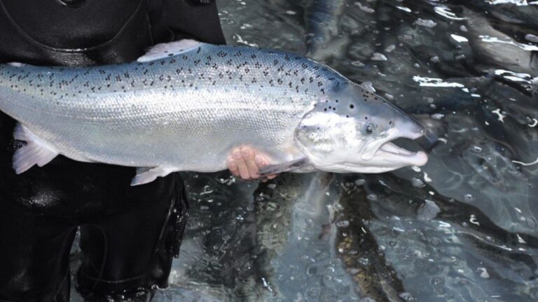 salmón atlántico en peligro de extinción en Galicia