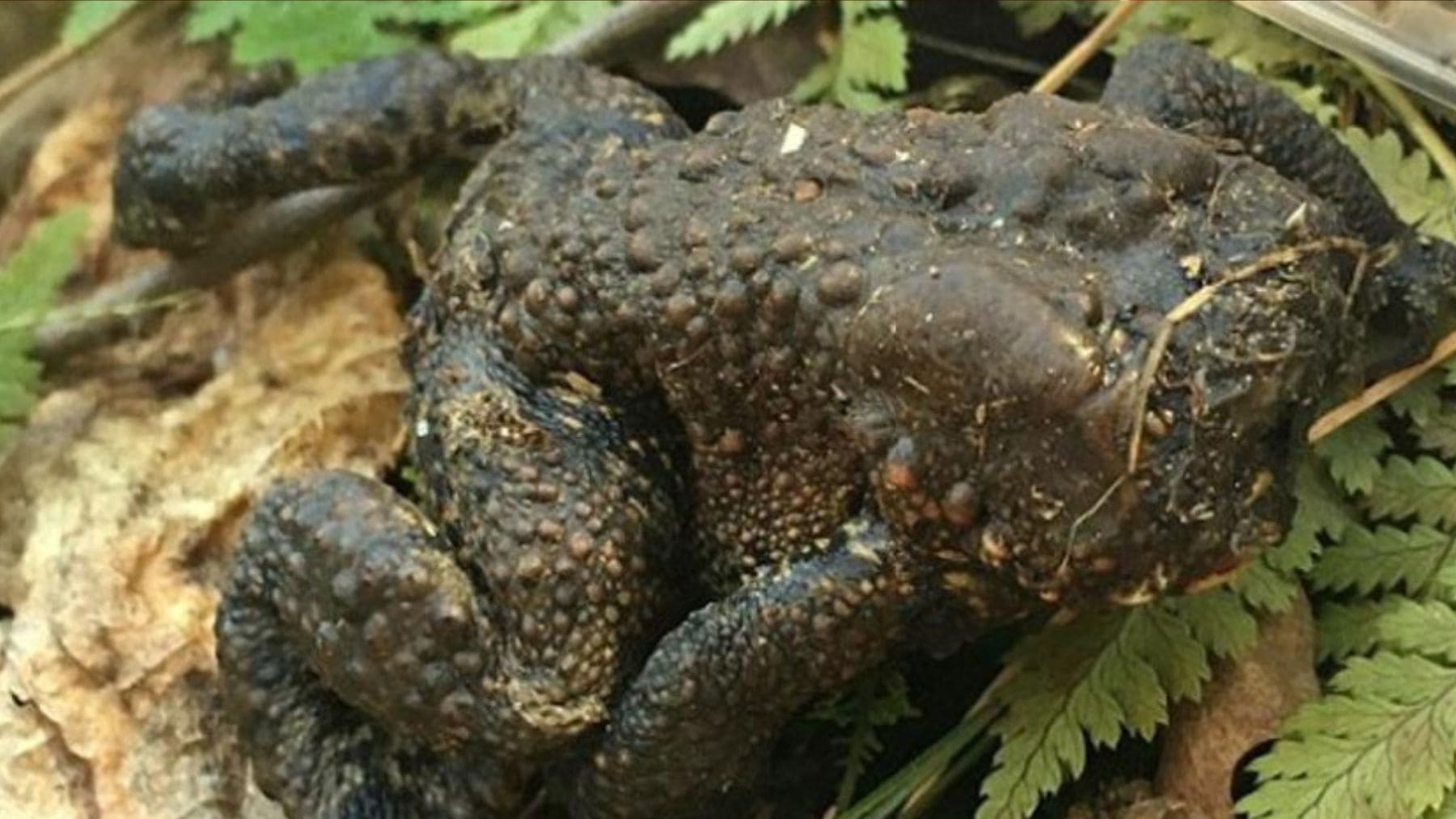 Sapo sin cara encontrado vivo en Connecticut con graves deformaciones en la cabeza.