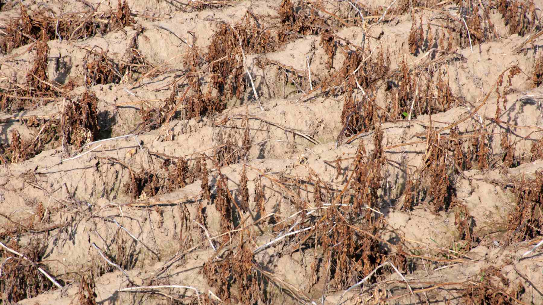 Embalse seco por la sequía en Europa con impacto en la producción hidroeléctrica.