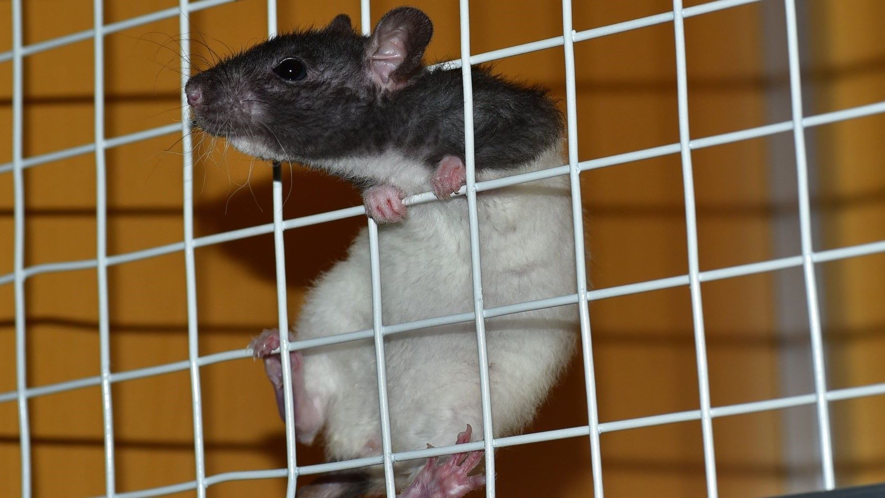 Aumento de ensayos con animales en España en 2023