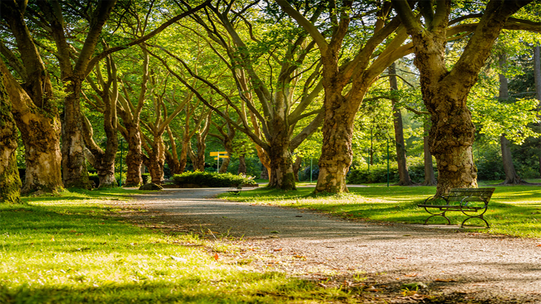 tejados blancos parques y agricultura reducen el calor urbano