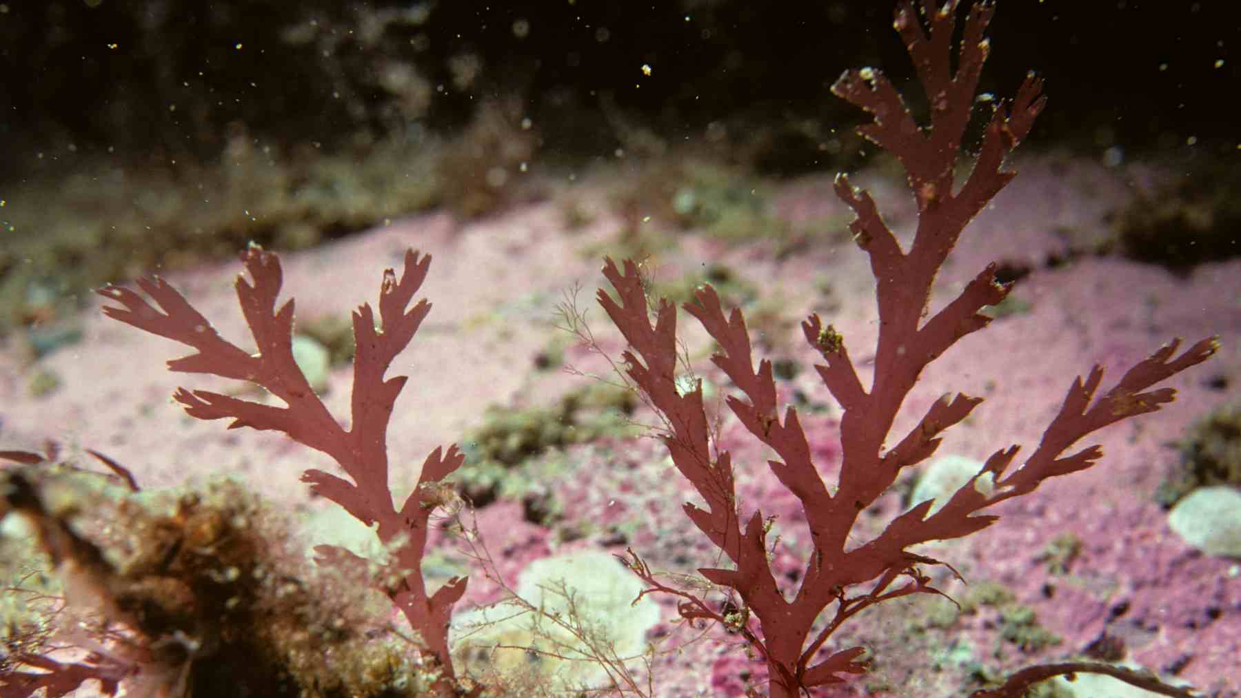Cultivo de macroalgas kelp en el mar de Suecia para producir materiales industriales sostenibles.