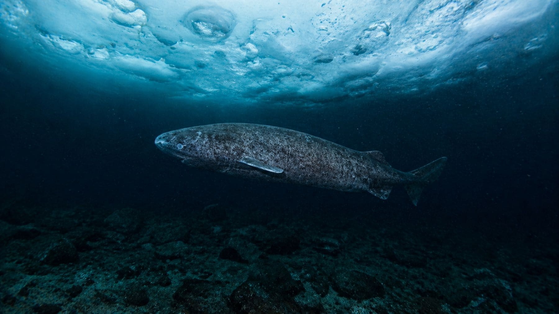 Tiburón de Groenlandia nadando bajo el hielo del Ártico, especie más longeva del mundo con hasta 400 años.