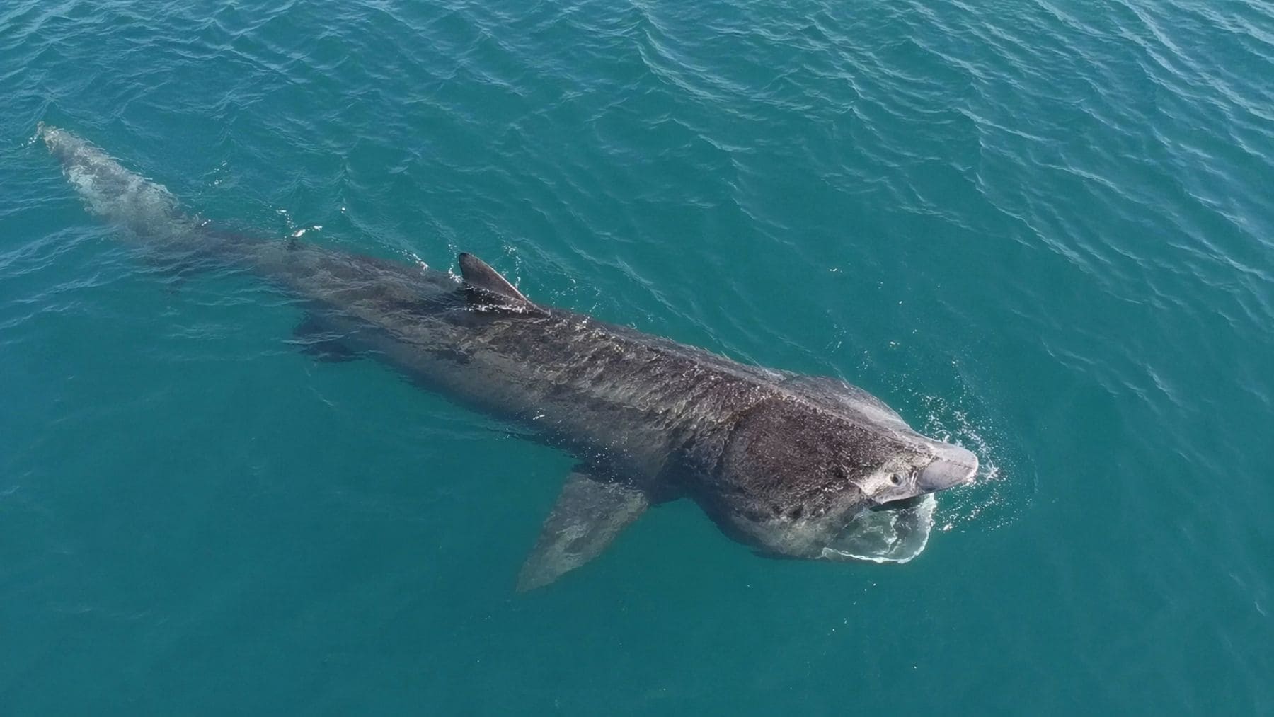Tiburón peregrino gigante nadando en superficie cerca de la costa catalana.